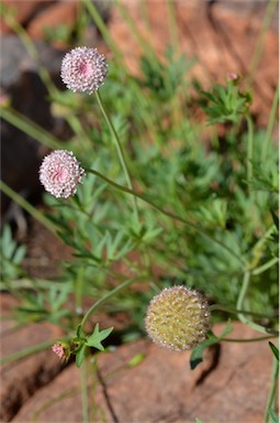 APII jpeg image of Trachymene gilleniae  © contact APII