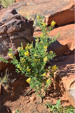 APII jpeg image of Crotalaria medicaginea var. neglecta  © contact APII