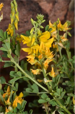 APII jpeg image of Crotalaria medicaginea var. neglecta  © contact APII