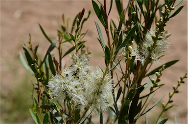 APII jpeg image of Melaleuca dissitiflora  © contact APII