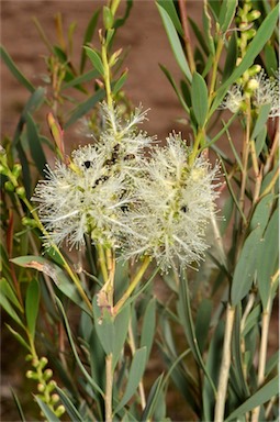 APII jpeg image of Melaleuca dissitiflora  © contact APII