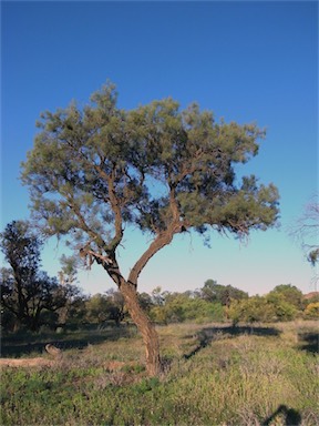 APII jpeg image of Hakea divaricata  © contact APII