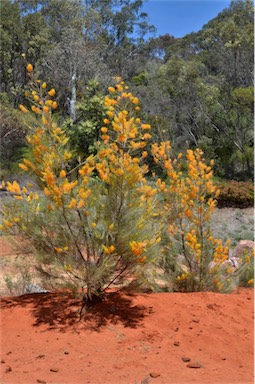 APII jpeg image of Grevillea juncifolia  © contact APII