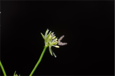 APII jpeg image of Juncus bulbosus  © contact APII