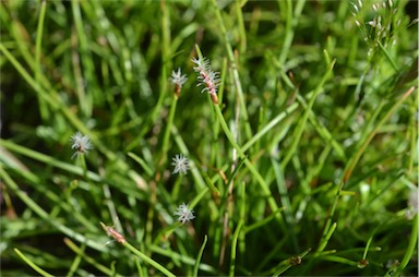 APII jpeg image of Eleocharis atricha  © contact APII