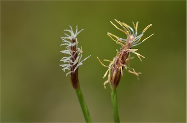 APII jpeg image of Eleocharis atricha  © contact APII