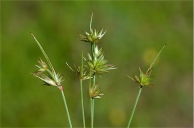 APII jpeg image of Juncus capitatus  © contact APII