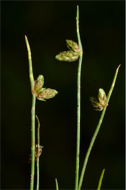 APII jpeg image of Isolepis multicaulis  © contact APII