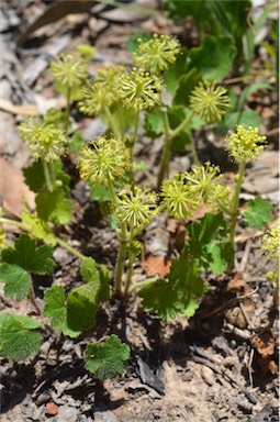 APII jpeg image of Hydrocotyle laxiflora  © contact APII