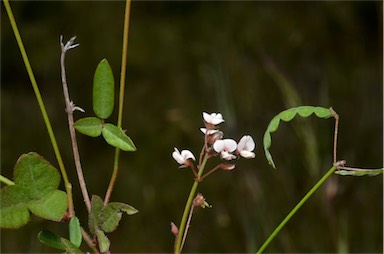 APII jpeg image of Desmodium varians  © contact APII