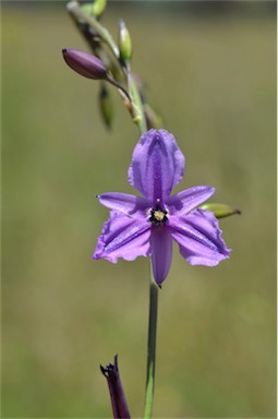 APII jpeg image of Arthropodium fimbriatum  © contact APII