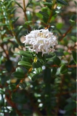 APII jpeg image of Pimelea 'White Solitaire'  © contact APII