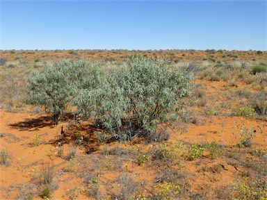 APII jpeg image of Eremophila longifolia  © contact APII