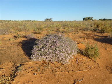 APII jpeg image of Frankenia serpyllifolia  © contact APII