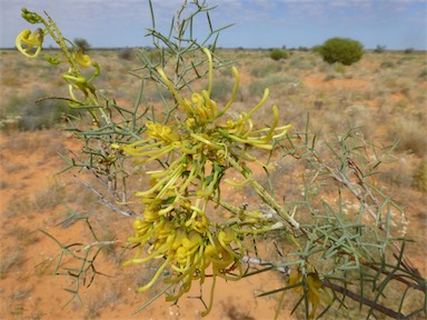 APII jpeg image of Hakea eyreana  © contact APII