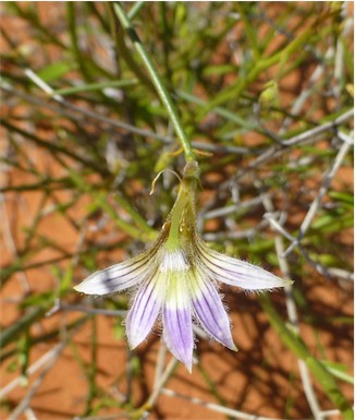 APII jpeg image of Scaevola depauperata  © contact APII