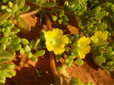 APII jpeg image of Portulaca intraterranea  © contact APII