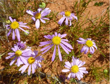 APII jpeg image of Brachyscome iberidifolia  © contact APII