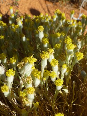 APII jpeg image of Millotia greevesii subsp. greevesii  © contact APII