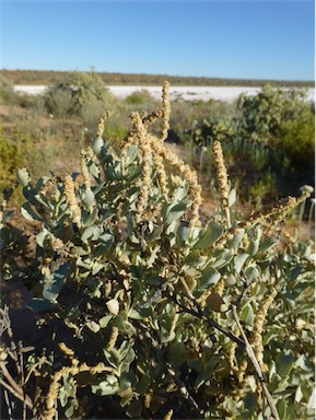 APII jpeg image of Atriplex vesicaria subsp. macrocystidia  © contact APII