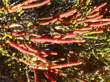 APII jpeg image of Tecticornia halocnemoides subsp. longispicata  © contact APII