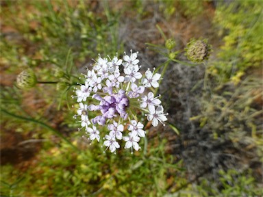 APII jpeg image of Trachymene glaucifolia  © contact APII