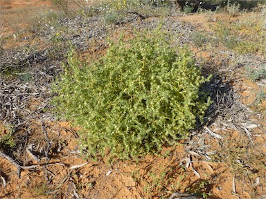 APII jpeg image of Salsola australis  © contact APII