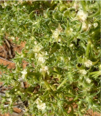 APII jpeg image of Salsola australis  © contact APII