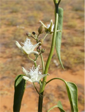 APII jpeg image of Cynanchum floribundum  © contact APII