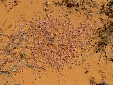 APII jpeg image of Calandrinia ptychosperma  © contact APII