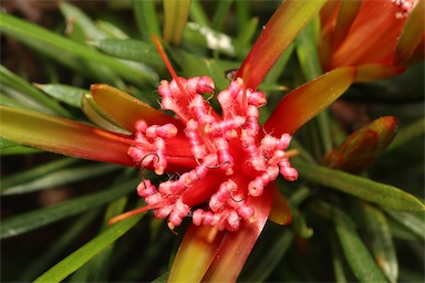 APII jpeg image of Lambertia formosa  © contact APII