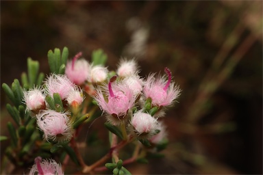 APII jpeg image of Verticordia densiflora var. cespitosa  © contact APII