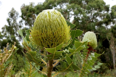 APII jpeg image of Banksia baxteri  © contact APII