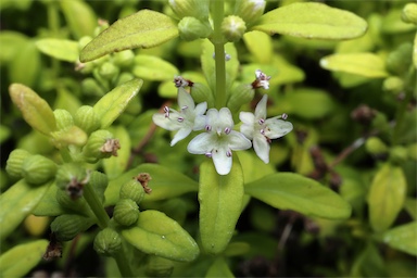 APII jpeg image of Mentha satureioides  © contact APII