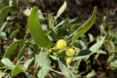 APII jpeg image of Acacia confluens  © contact APII