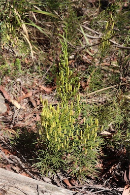 APII jpeg image of Lycopodium deuterodensum  © contact APII