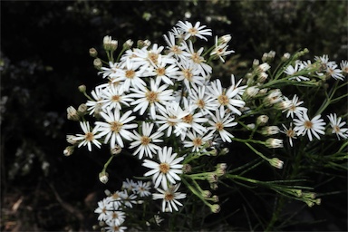 APII jpeg image of Olearia glandulosa  © contact APII