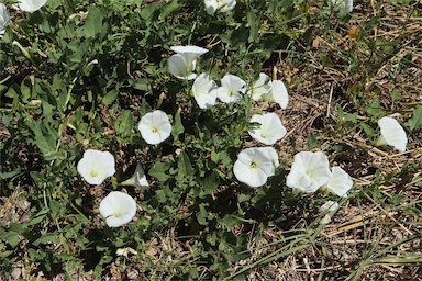 APII jpeg image of Convolvulus arvensis  © contact APII