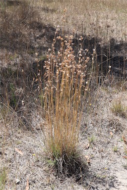 APII jpeg image of Themeda triandra  © contact APII