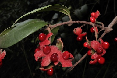 APII jpeg image of Palmeria racemosa  © contact APII