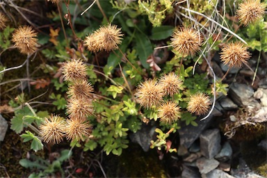 APII jpeg image of Acaena novae-zelandiae  © contact APII