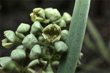 APII jpeg image of Santalum acuminatum  © contact APII