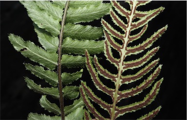 APII jpeg image of Blechnum minus  © contact APII