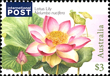 APII jpeg image of Nelumbo nucifera  © contact APII