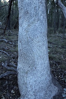 APII jpeg image of Eucalyptus albens  © contact APII