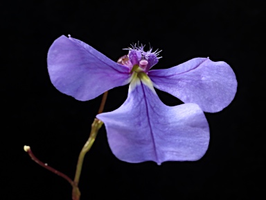 APII jpeg image of Lobelia andrewsii  © contact APII