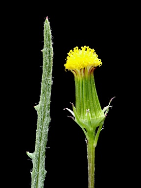 APII jpeg image of Senecio macrocarpus  © contact APII