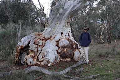 APII jpeg image of Eucalyptus mannifera  © contact APII