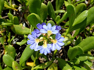 APII jpeg image of Scaevola calendulacea  © contact APII