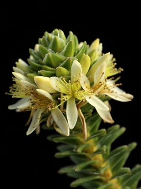 APII jpeg image of Calytrix pimeleoides  © contact APII